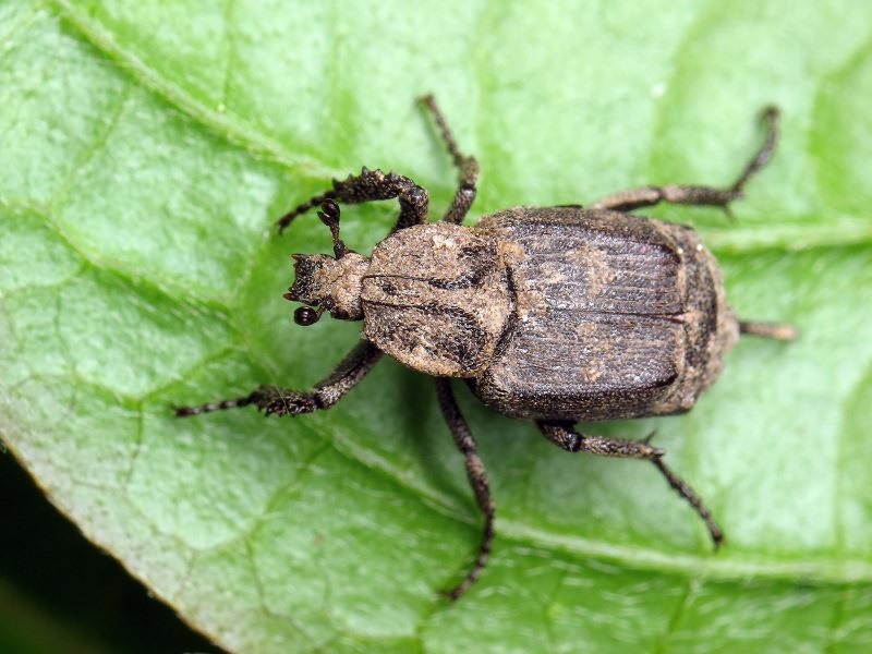 Valgus hemipterus (Linnaeus, 1758)